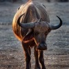 Buvol africky - Syncerus caffer - African Buffalo o0616